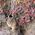Ground squirrel next to the Skyline Trail getting ready for winter.