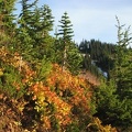 Last of the fall colors along the Skyline Trail east of Edith Creek.