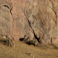 Three Mule Deer watch for hikers at Smith Rock State Park.