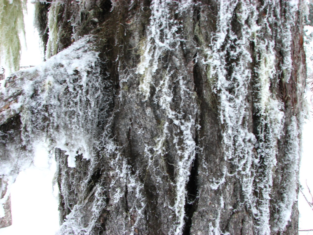 Frost on the bark and moss makes interesting patterns. The frost covered moss was swinging in the wind.