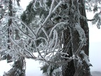 Small branches covered with frost show which way the wind was blowing during the night at our campsite.