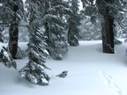 Plenty of frosty trees at the camp makes you feel cold.