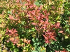 Delicious huckleberries are in many places on the upper portions of the Starway Trail. A perfect excuse to take a break.