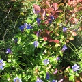 Blue Gentians bloom late into the season near Silver Star Mountain.