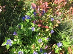 Blue Gentians bloom late into the season near Silver Star Mountain.