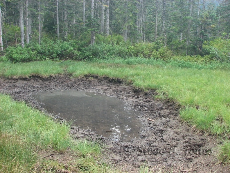 Along the Starway Trail passes a seasonal pond.