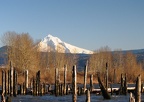Mt. Hood from the dock at Steamboat Landing at the west end of the Steigerwald Lake Trail in Washougal, WA.