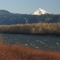 Mt. Hood is partially eclipsed by the foothills to the southeast. The trees across this slough of the Columbia are on Reed Island.