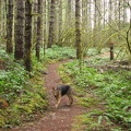 Jasmine shows the wide tread and the second growth fir trees growing along the trail.