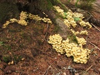 Fungi carpet the ground at the base of a tree along the Stevens Creek Trail in Mt. Rainier National Park.