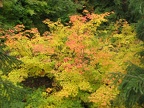 Beautiful Vine Maple trees grow along Box Canyon along the Stevens Creek Trail in Mt. Rainier National Park.