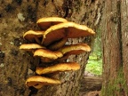 Fungi sprout from a cedar tree growing along the Stevens Creek Trail at Mt. Rainier National Park.