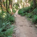 The Wildwood Trail winds through Forest Park and connects to a multitude of trails throughout the park.