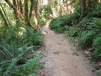 The Wildwood Trail winds through Forest Park and connects to a multitude of trails throughout the park.
