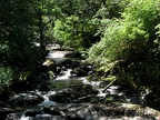 A picturesque Sweet Creek flows through the lush Oregon Coast forest.