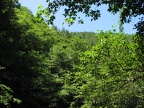 A lush forest surrounds the Sweet Creek trail and all the waterfalls along the trail.