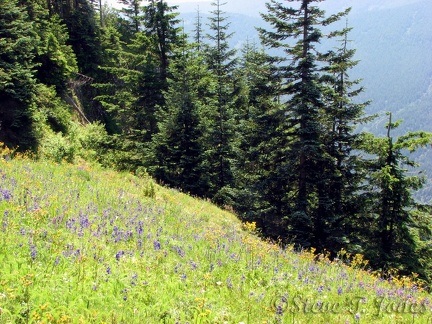 More wildflower meadows on the bushwhack trail.