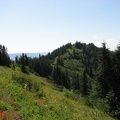 Looking south across another field of wildflowers on the PCT heading to Table Mountain.