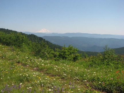 Looking at Mt. Adams along  PCT heading to Table Mountain where the trail goes across a saddle.