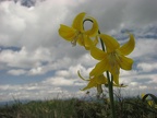 Glacier Lilly (Latin Name: Erythronium grandiflorum)on top of Table Mountain.