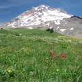 Paradise Meadows with Indian Paintbrush in July on Mt. Hood.