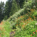Indian Paintbrush along the Timberline Trail.