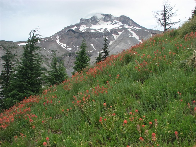 Indian Paintbrush (Latin Name: Castilleja miniaa) along the Timberline Trail. The cloud ceiling was lowering throughout the day.