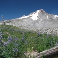 Lupines and Mt. Hood along the Timberline/Pacific Crest Trail near Timberline Lodge.
