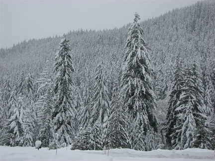 Near the trailhead looking towards the foot of Rampart Ridge at Mt. Rainier National Park.