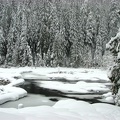 The springs in the meadows stay open all winter despite the snows that cover Longmire Meadows.