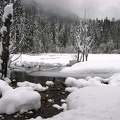 A small beaver pond is fed by springs in the meadows. The water is warm enough to stay open even though snow convers the rest of Longmire Meadows.