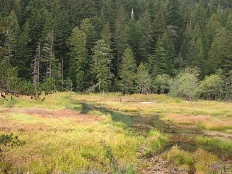 Fall brings out the yellows and golds of the grasses in Longmire Meadow. Look for trees and brush cut down by beavers along the edges of the meadow.