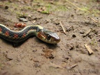 A garden snake waits patiently for me to pass, not even flicking out its tongue. This is on the Triple C Trail.