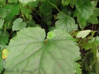 Piggyback plants grow along the Triple C Trail near the Nehalem River.