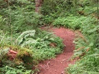 Trail picture of the Triple C Trail near the Neahalem River.