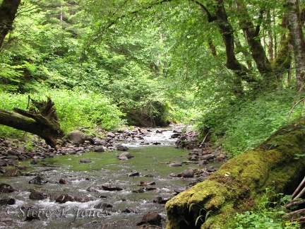 The Neahalem River is a trickle compared to the wet season. It looks very inviting in the summer.