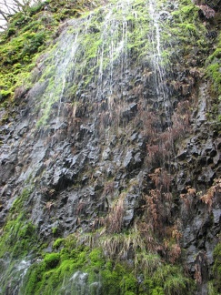 Winter rains gather making their way downhill and gathering to cascade off cliffs along the trail during the wet season. This is just at the edge of the trail on Horsetail Creek Trail.