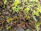 Frog Pelt lichen (Latin name: Peltigera neopolydactyla) near Triple Falls in the Columbia River Gorge.