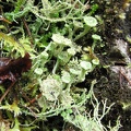 Pixie Cup Lichen (Latin name: Cladonia chlorophaea) near Triple Falls, Oregon.