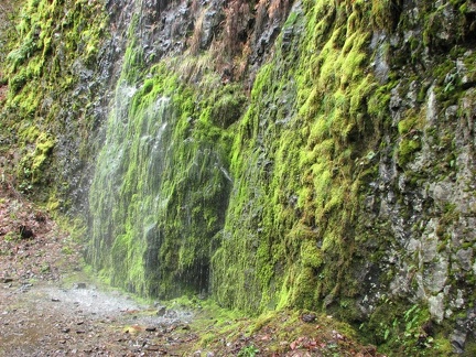 Water cascades down cliffs in several places along the trail during the wet season. This is just at the edge of the trail on Horsetail Creek Trail.