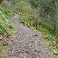 Here is a typical view of the flat part of Horsetail Falls trail to Triple Falls. The trail goes mostly along hillsides in the gorge and creek valleys.