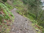 Here is a typical view of the flat part of Horsetail Falls trail to Triple Falls. The trail goes mostly along hillsides in the gorge and creek valleys.