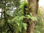 All along the trails in Tryon Creek State park, Licorice Ferns grow happily on trees in areas with plenty of rainfall.