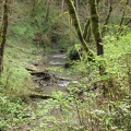 Tryon Creek flowing through the green forest and moss covered trees.