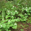 Trillium bloom in abundance in Tryon Creek State park in the early spring.