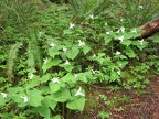 Trillium bloom in abundance in Tryon Creek State park in the early spring.