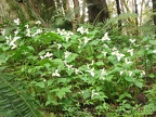 Trillium bloom in abundance in Tryon Creek State park in the early spring.