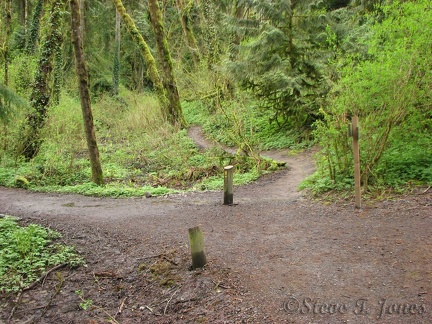 This picture shows the start of Cedar Hiking Trail. It is the small trail past the two posts. You can see it winding gently uphill away from the horse trail.