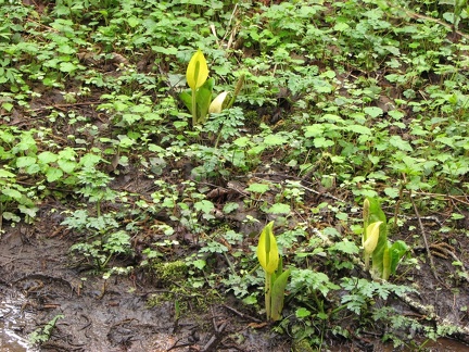 There are several patches of Skunk Cabbage in the Park. This one is along Cedar Hiking Trail.