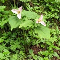 A nice pair of Trillium bloom along the Cedar Hiking  Trail.